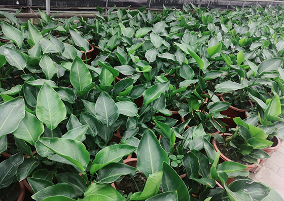 綜合實(shí)力 · 滿(mǎn)足需求